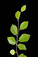 Hêtre - Rameau avec feuilles (Fagus sylvatica) 
